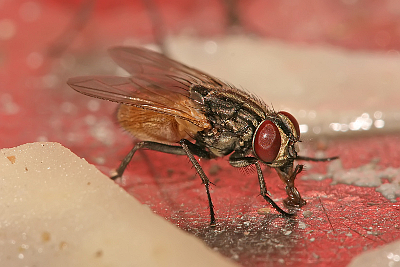 MUSCA DOMESTICA